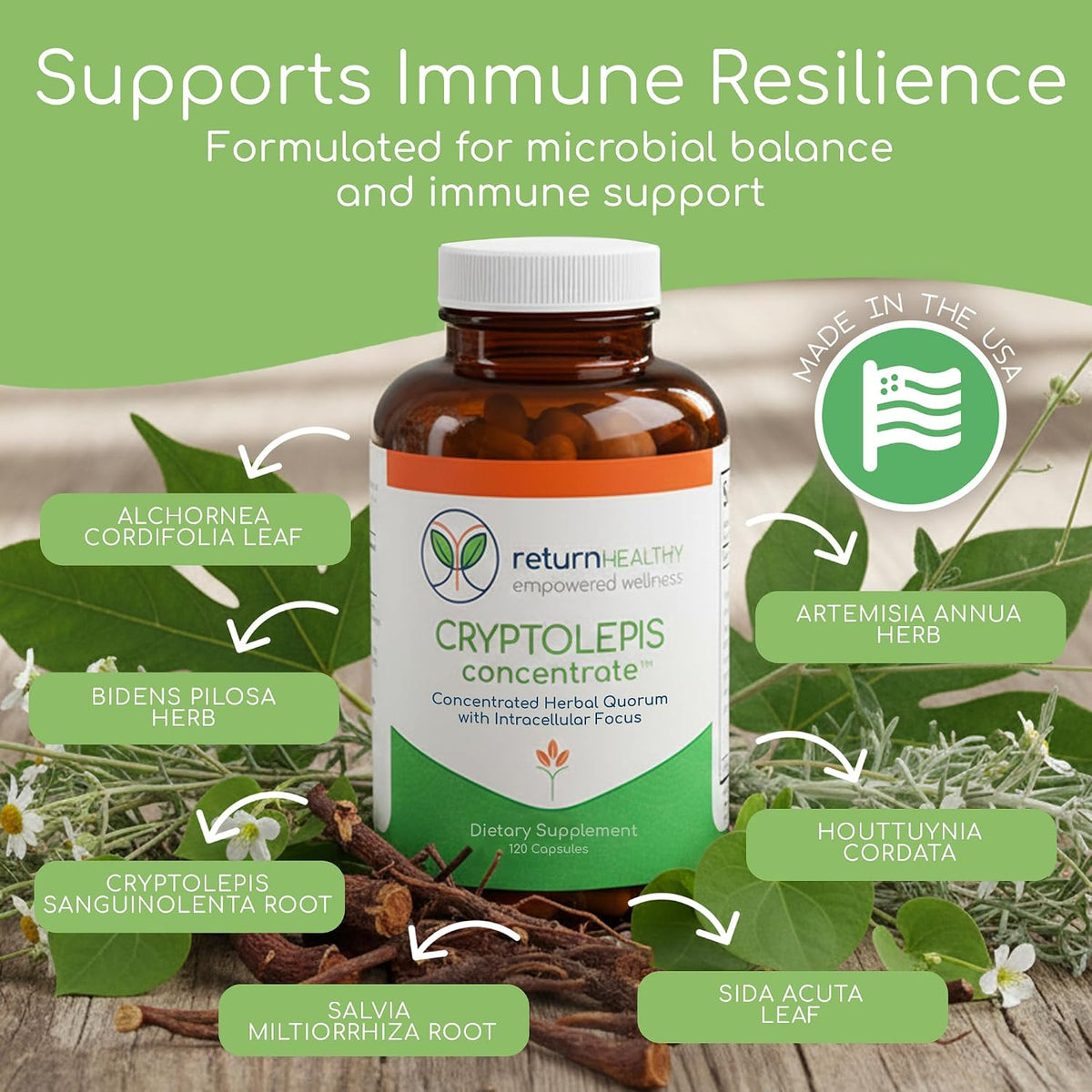 Cryptolepis Concentrate - Immune Support with Cryptolepis Sanguinolenta, 120 Capsules - görsel 2