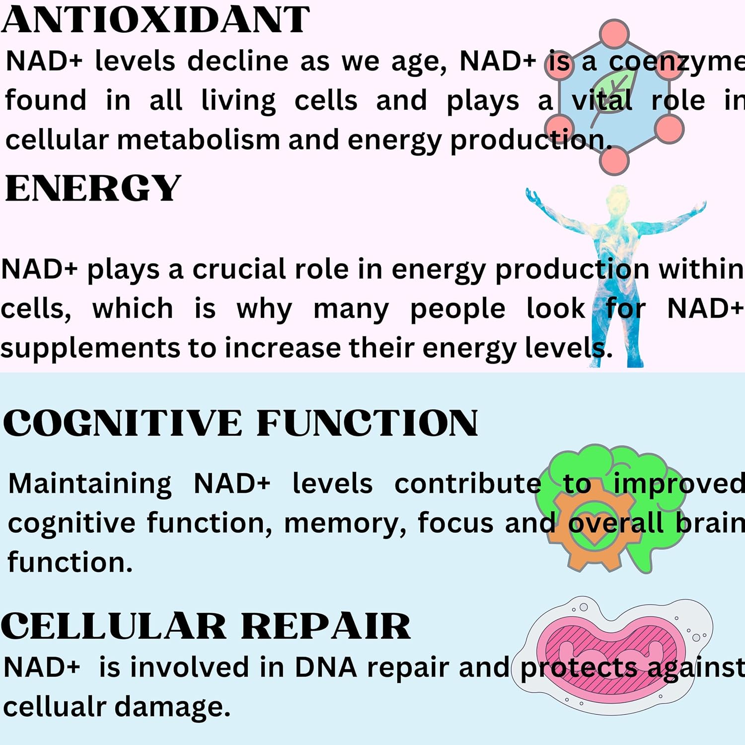 Nikoni Liposomal NAD+ 2000 mg with TMG and Pterostilbene - Supports Healthy Ageing (60 Soft gel capsules) - görsel 7
