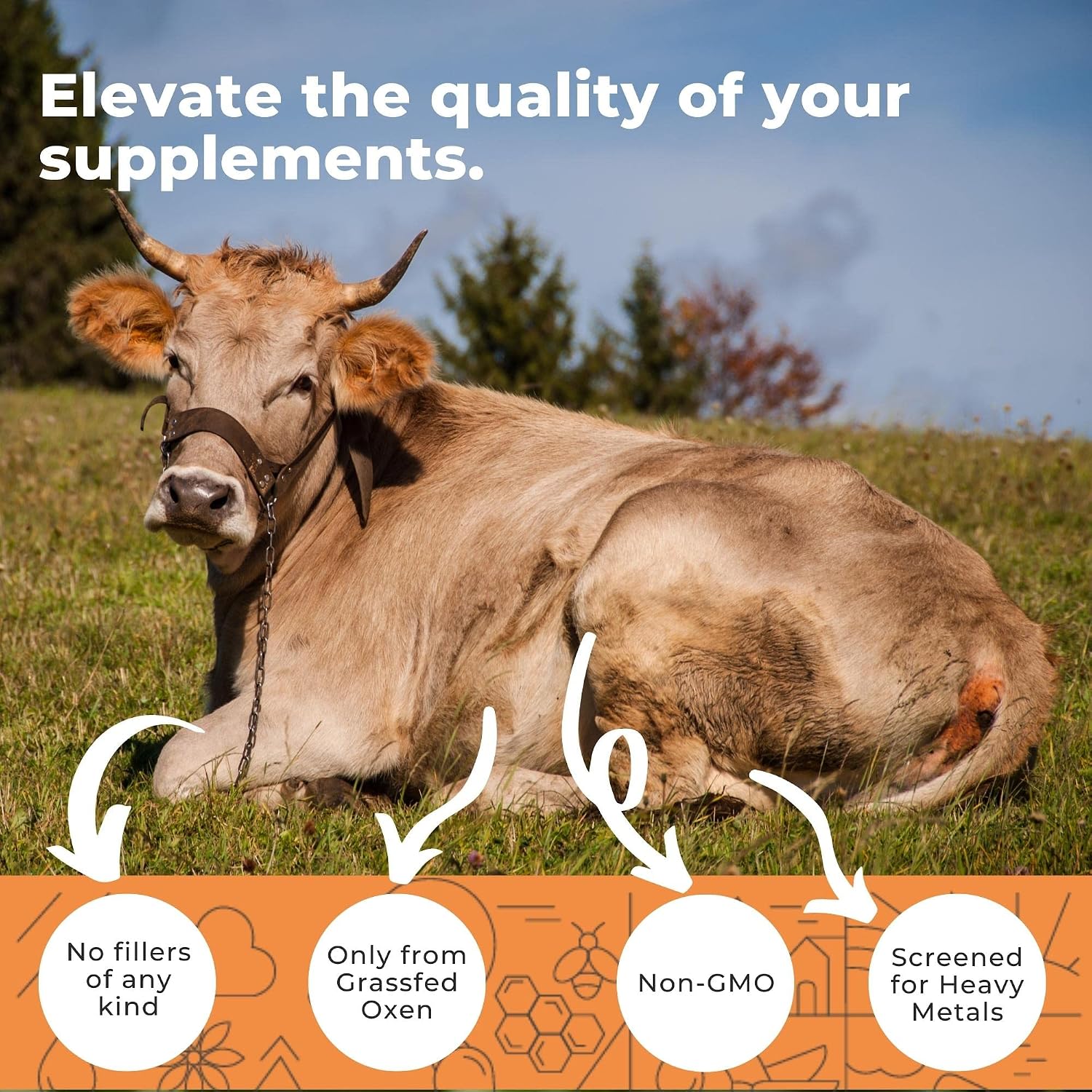 Eleva Nutrition Grass-Fed Ox Bile 1000mg – Digestive Support Supplement (180 Capsules) - görsel 3