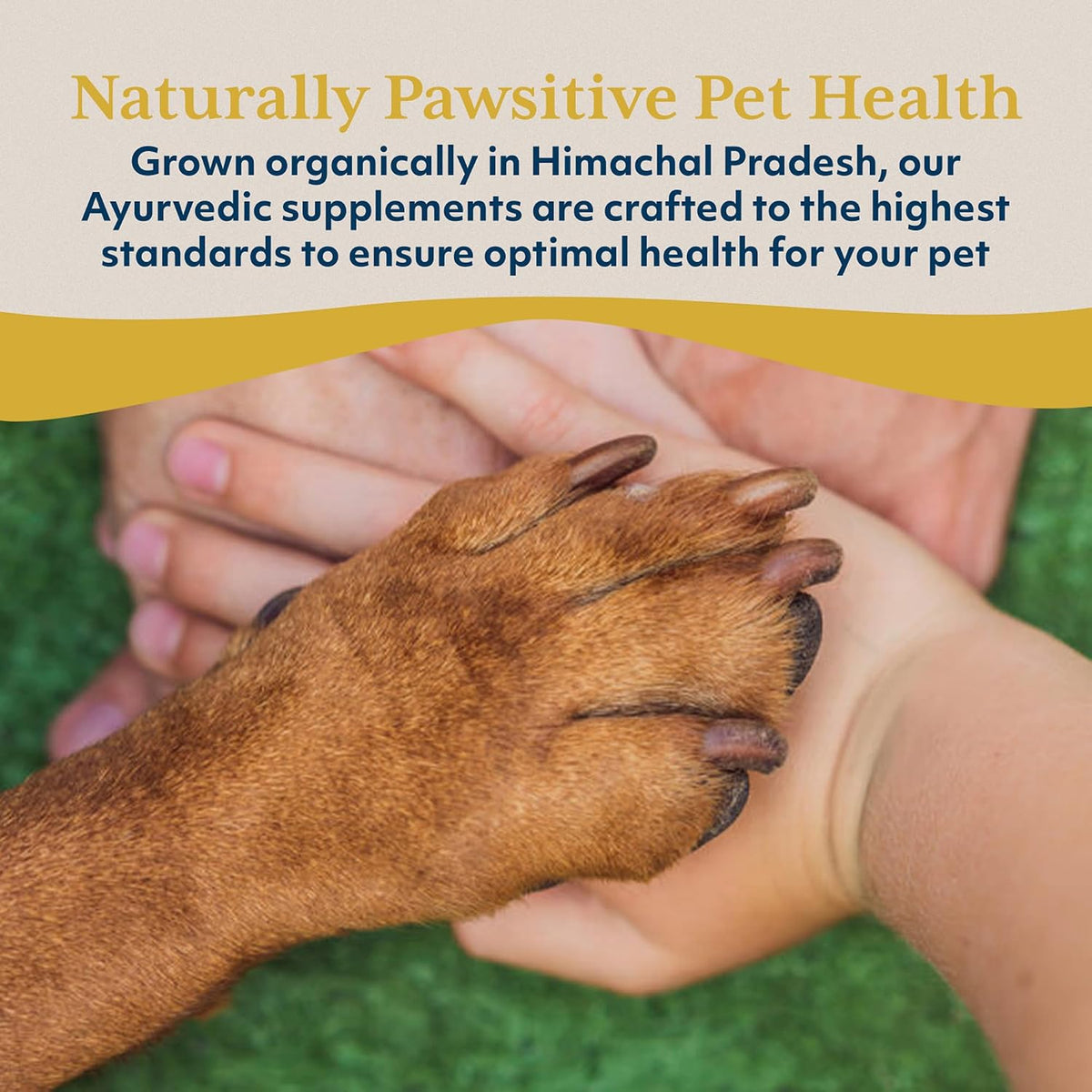 Ayush Pet Ashwagandha Capsules for Dogs & Cats - görsel 7