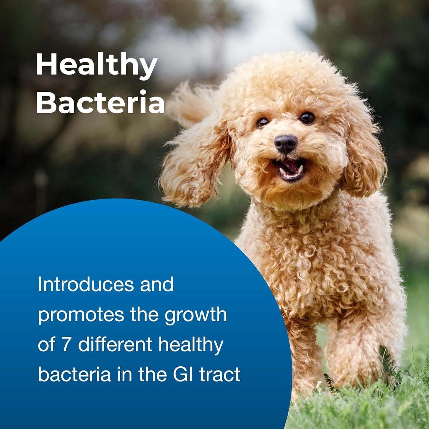 PetAg Bene-Bac Plus Pet Gel - 15 g Syringe - FOS and Probiotics for Dogs, Cats, Exotic and Wildlife Mammals - görsel 6