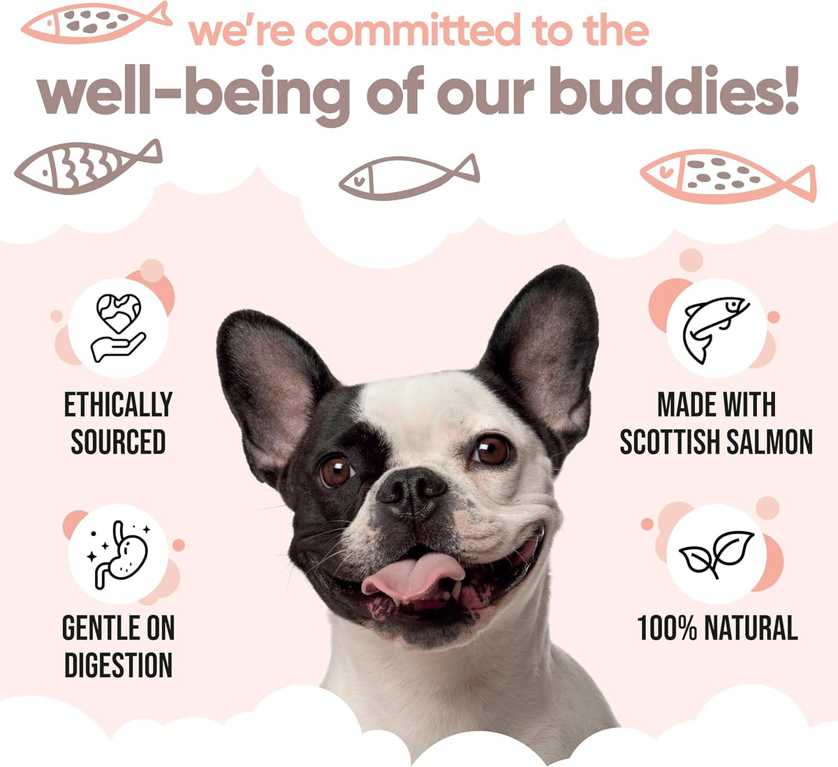 Buddycare Scottish Salmon Oil for Dogs and – Supports Immune Function: Essential fatty acids play a role in – Image 6