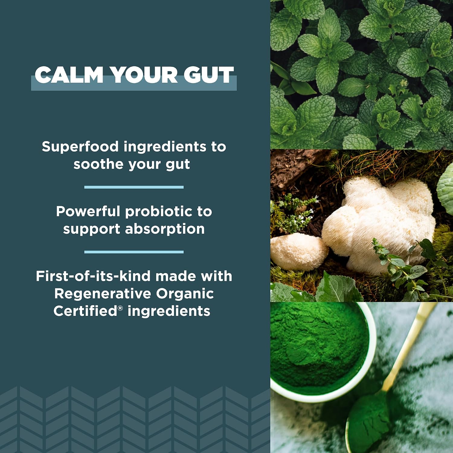 Ancient Nutrition Gut Health Supplement – Regenerative Organic Certified Leaky Gut Capsules with Lion’s Mane, Fermented Liquorice Root & Spearmint, Gluten-free, Paleo & Keto Friendly, 90 Capsules - görsel 4