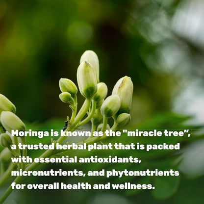 Moringa Capsules 240 Capsules – Maximum Strength Pure Moringa Leaf Extract – Complete Green Superfood Supplement