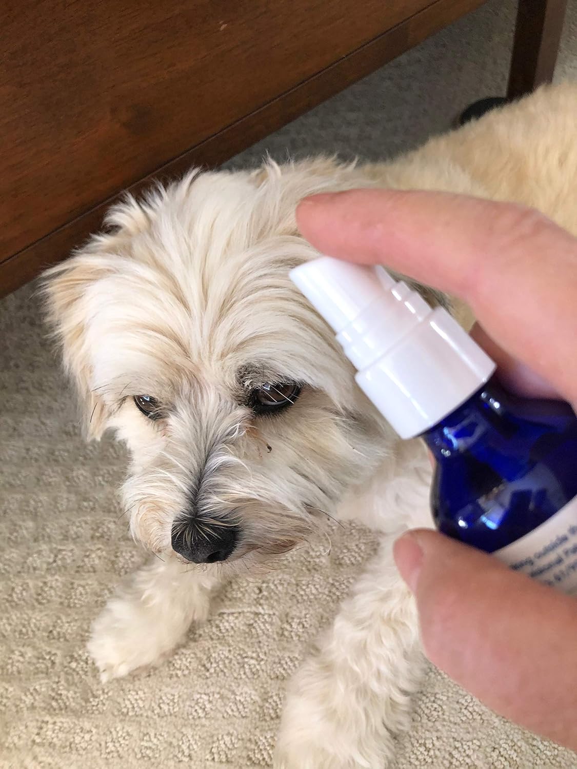 Gain All-Natural Liquid Supplement to Help Stimulate Appetite in Sick Pets (2 fl oz / 60 ml Spray) - görsel 2