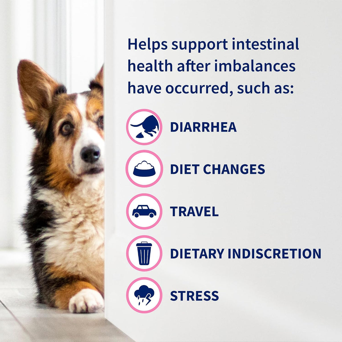 Nutramax Proviable Probiotics for Dogs – Diarrhoea Support Kit with Paste and Capsules - görsel 5