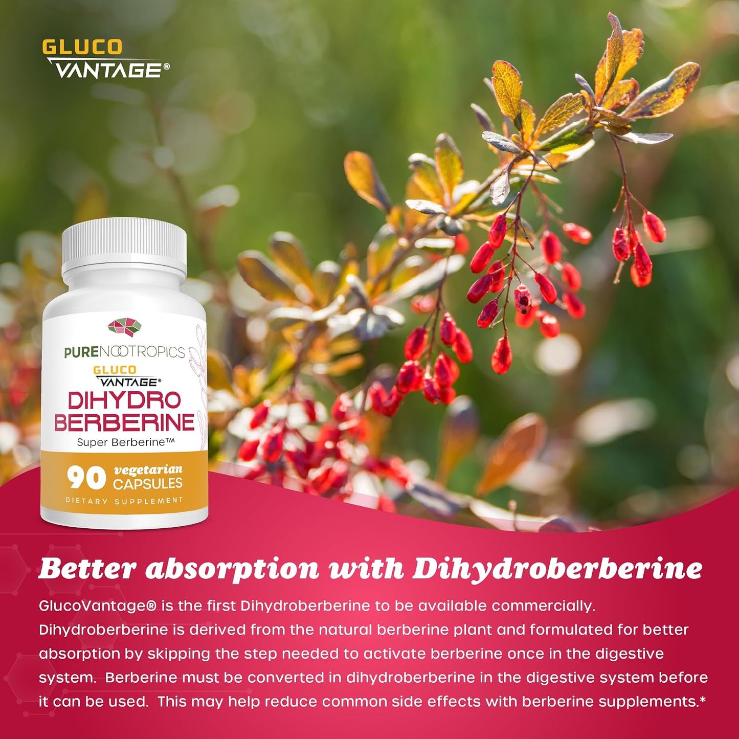 Pure Nootropics Dihydroberberine Food Supplement (GlucoVantage) 100 mg, 90 Capsules - Super Berberine - görsel 4