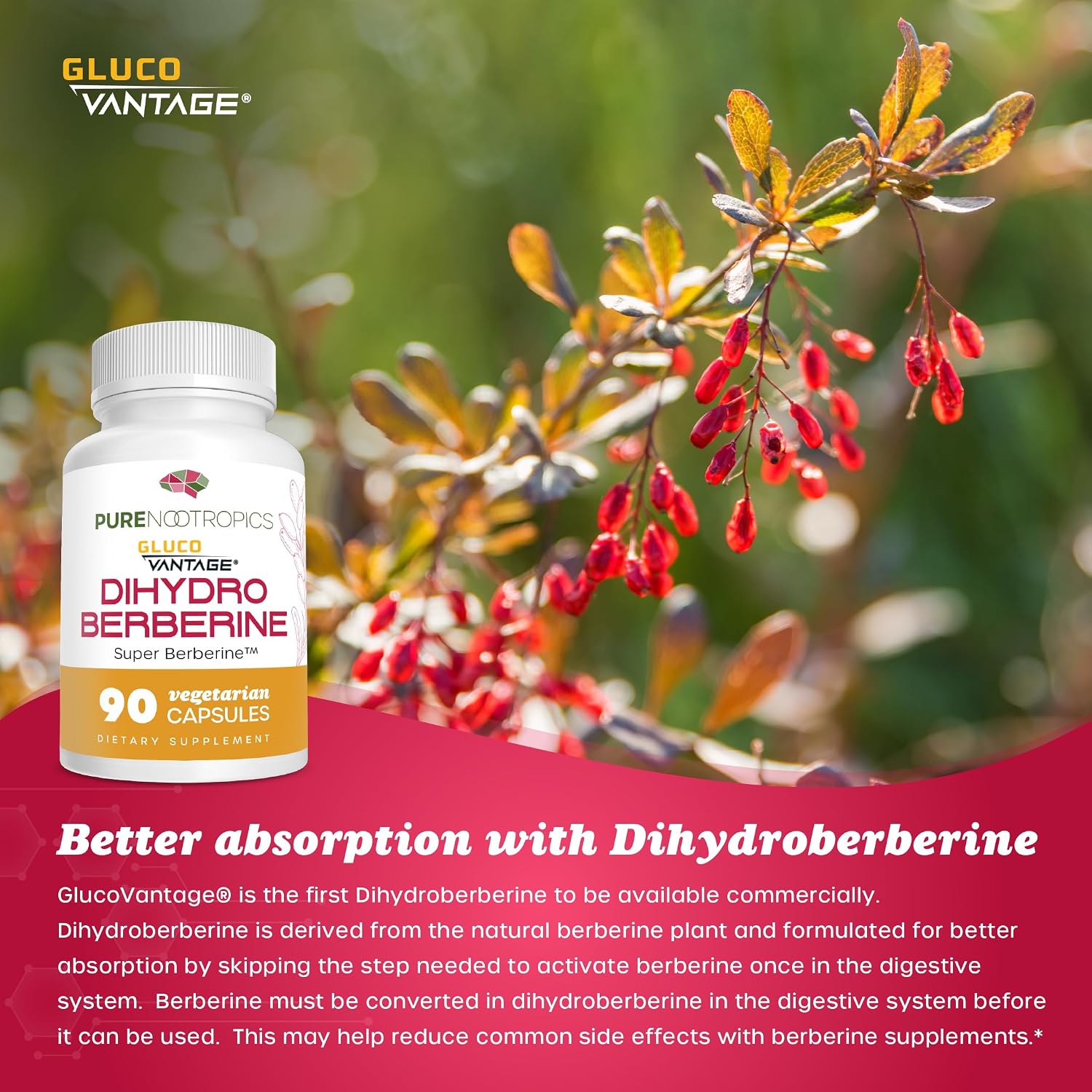 Pure Nootropics Dihydroberberine Food Supplement (GlucoVantage) 100 mg, 90 Capsules - Super Berberine - görsel 4