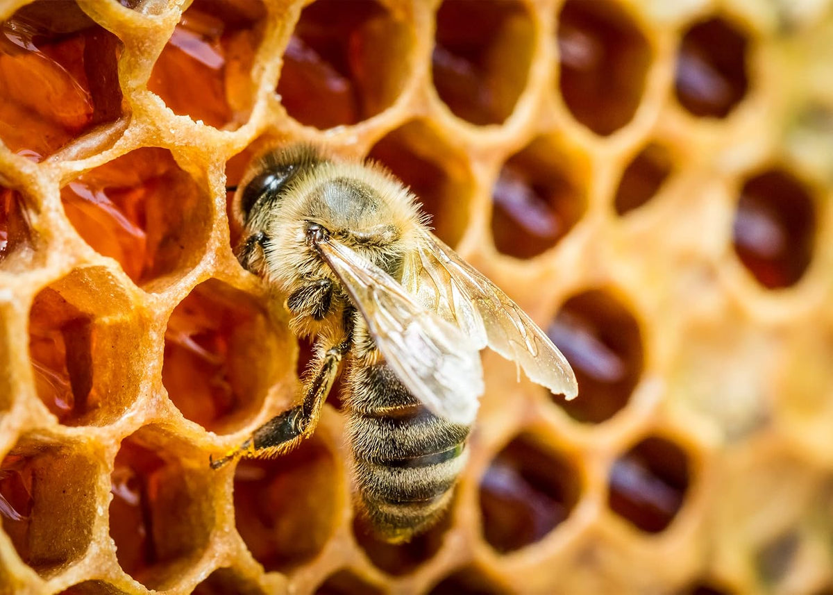 Jovvily Bee Propolis Powder - 227g - Laboratory Verified - No Fillers - görsel 3