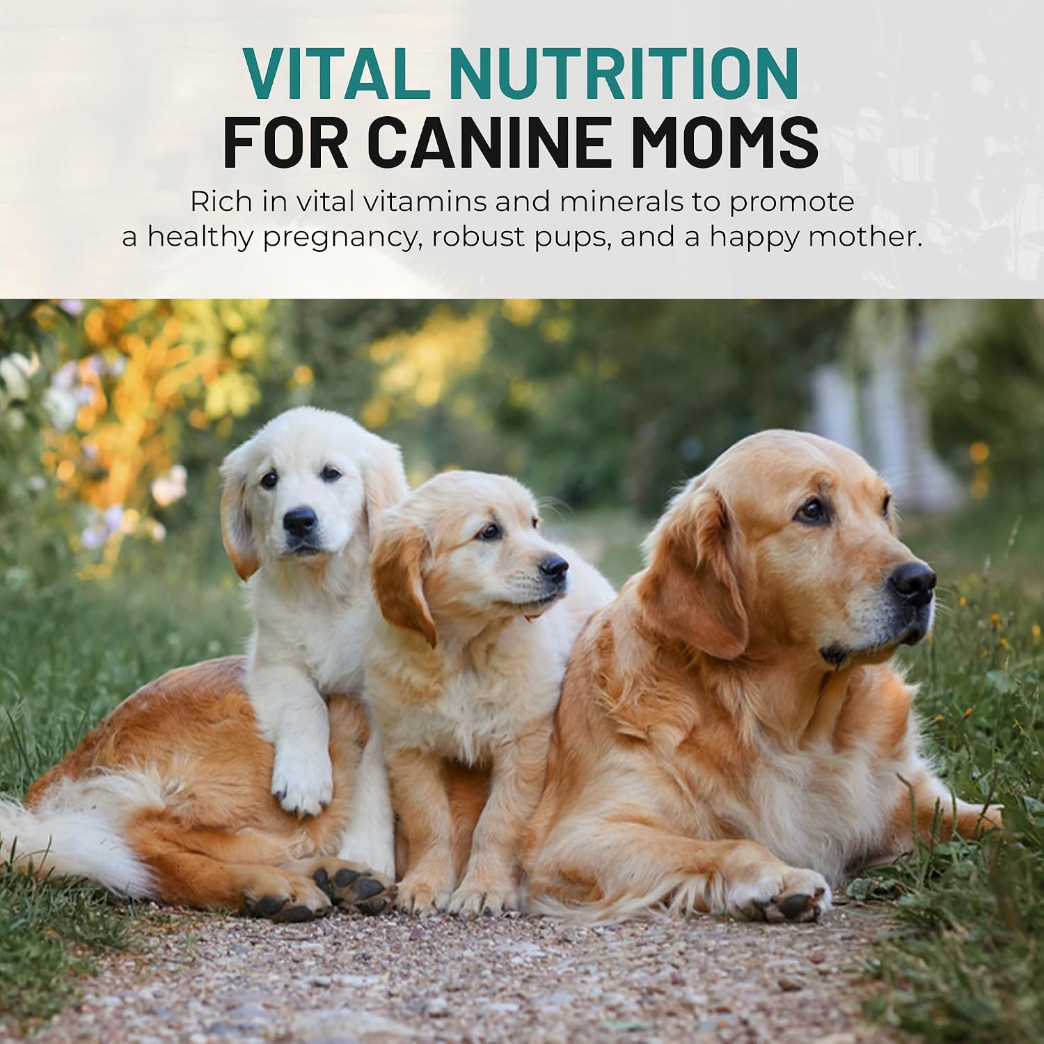 Dog Vitamins and Supplements - Chewable Prenatal Vitamins for Large and Small Breeds - Multivitamin for Health Support and Development - 120 Soft Chews - görsel 7