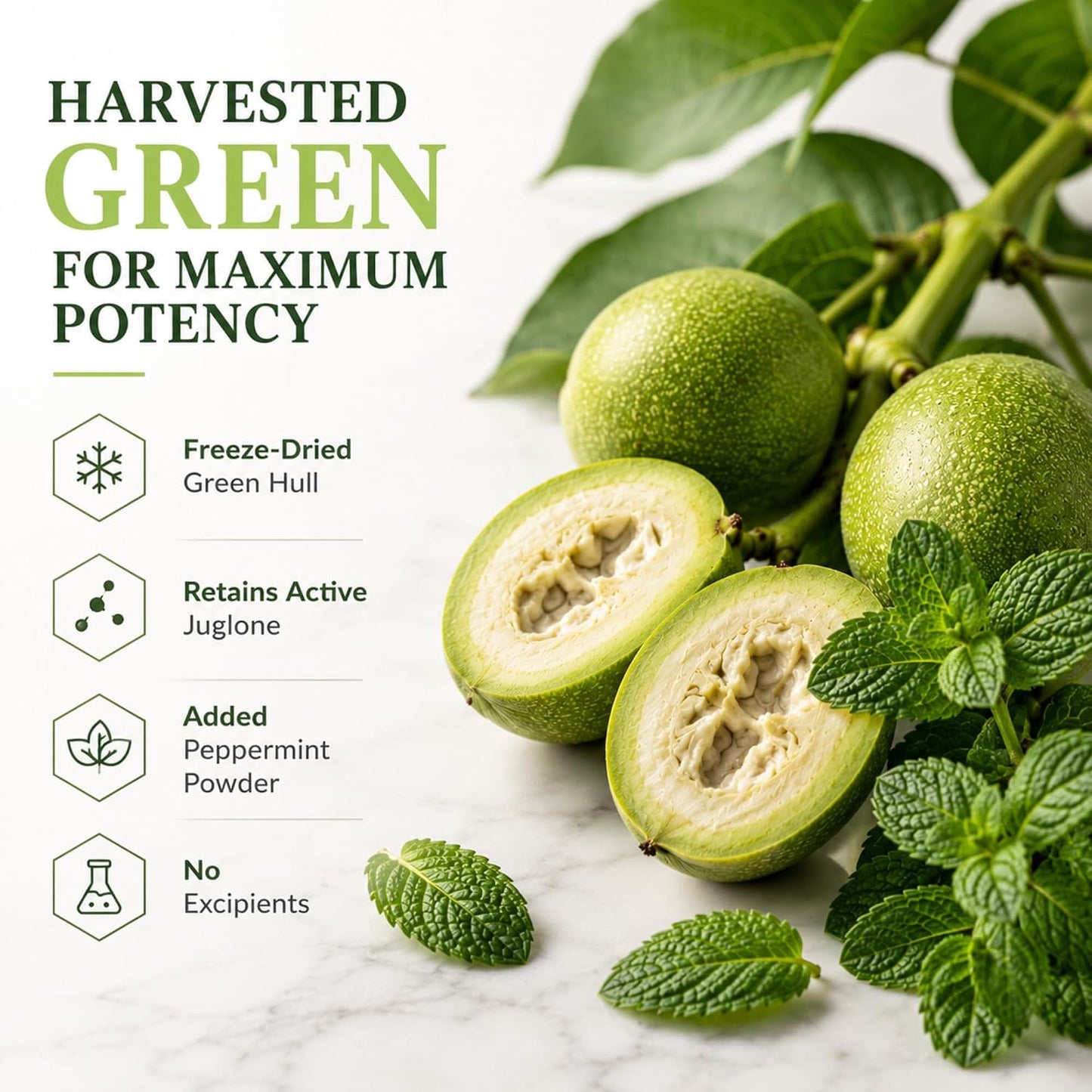 Dr Clark Store Green Black Walnut Blend - Freeze Dried Hull with Peppermint, 360 mg, 50 Gelatin Capsules - görsel 3