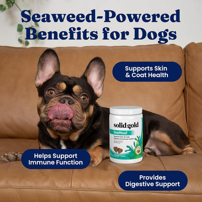 Solid Gold SeaMeal Cat & Dog Multivitamin Chews - Kelp, Omega-3 & Vitamins for Dental, Digestive, Immune, Skin & Coat Health - Multivitamin for Dogs & Cats - Sea Kelp Based Soft Chew for All Ages - 120ct
