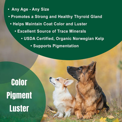 Dogzymes Organic Norwegian Kelp for Pets – 340g