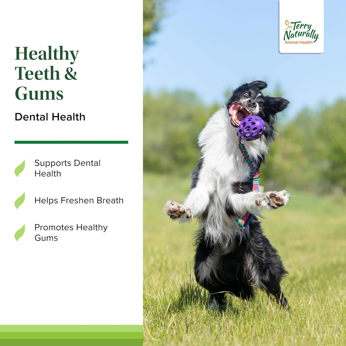 EuroPharma (Terry Naturally) Healthy Teeth & Gums 60 Chewable - görsel 3
