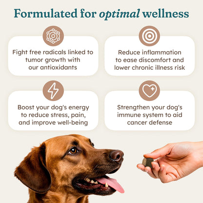 PetHeal Immune Plus Chews for Dogs – Vet-Reviewed Immune, Energy & Liver Support with Turkey Tail, Reishi & Milk Thistle | 30 Pork-Flavoured Soft Chews