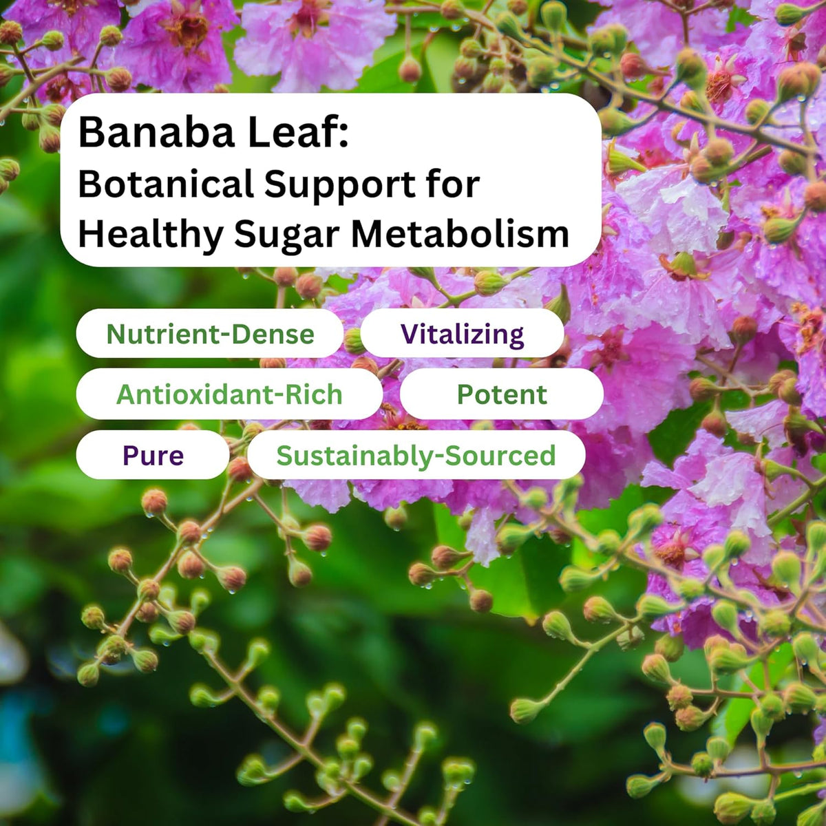 Paradise Herbs Banaba Leaf 12:1 Concentrated Extract - 250 mg, 180 Capsules - görsel 5