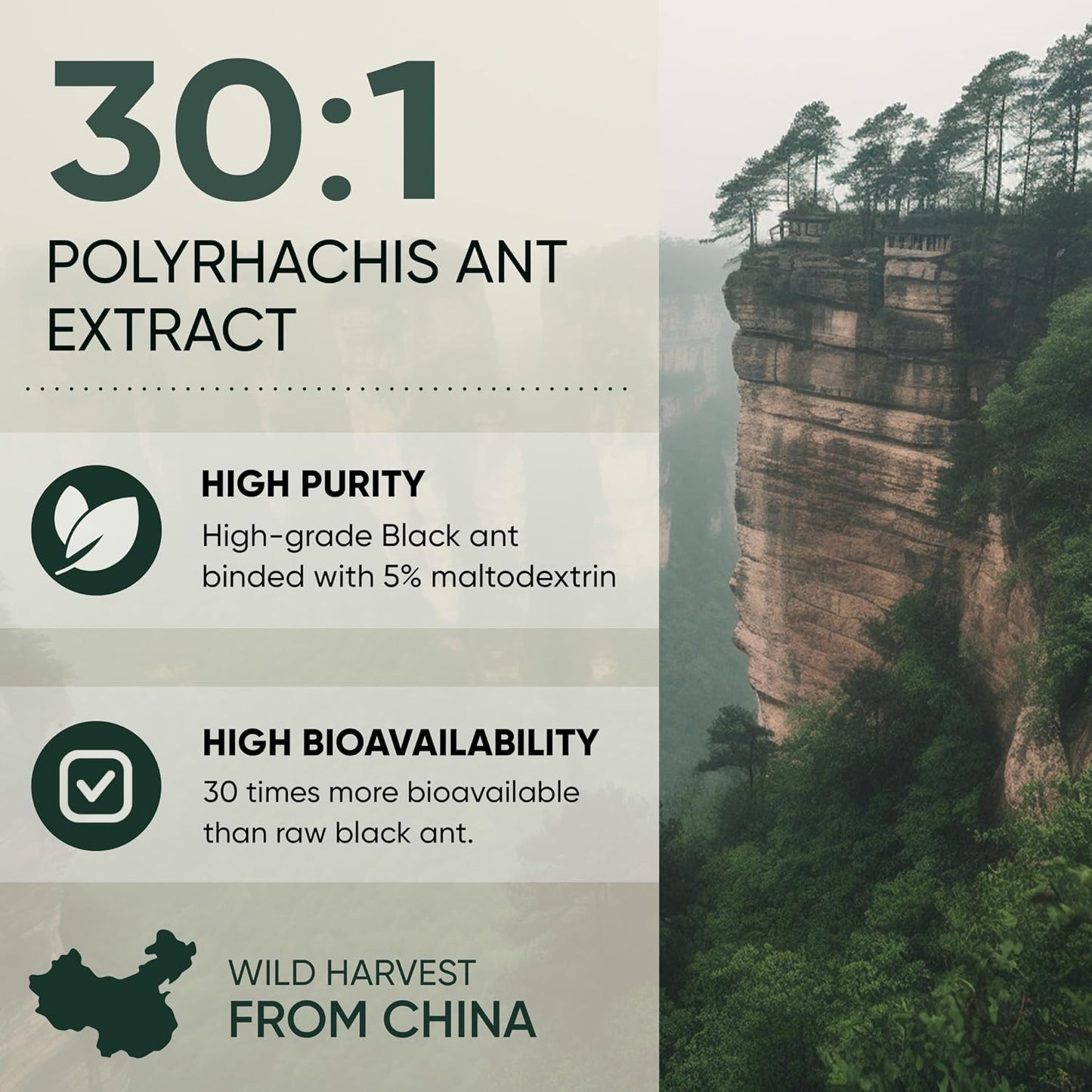 Jungle Powders Black Ant Extract Powder 30:1, 142 g (94 Servings) - Traditional Men's Health Support - görsel 4