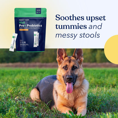 Honest Paws Probiotics for Dogs - Dog Digestion Gut Health Probiotic Powder with Prebiotic Made in the USA, Digestive and Immune Support - Digestive Enzymes with Pumpkin Flavour (30 Sticks)