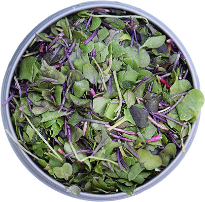BeMicro Whole Food Microgreens - USA Grown, Small Batch, Nrf2 Activation - Broccoli, Cabbage & Radish Blend (5g)