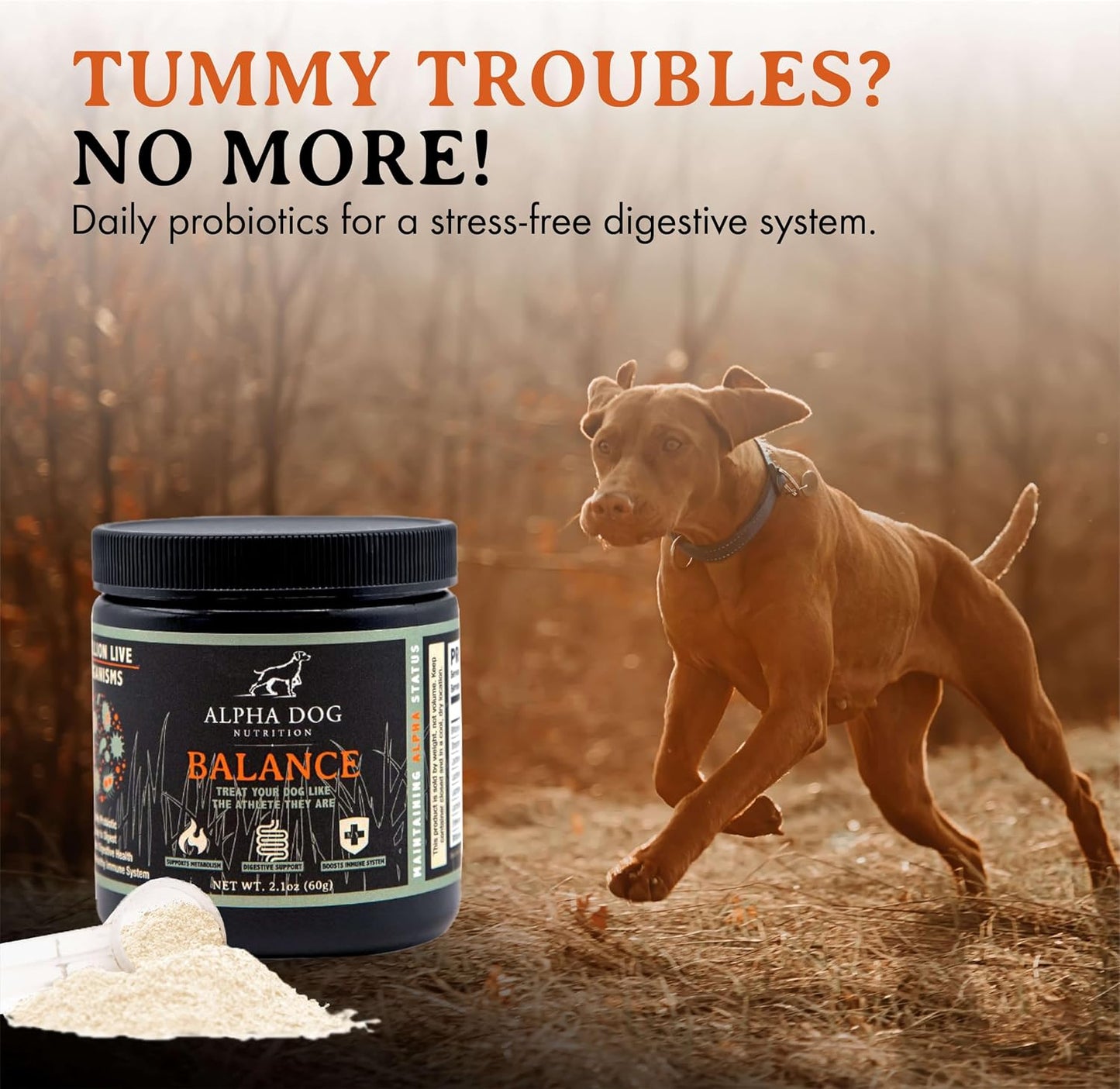 Balance Probiotic Blend for Dogs by Alpha Dog Nutrition - görsel 3