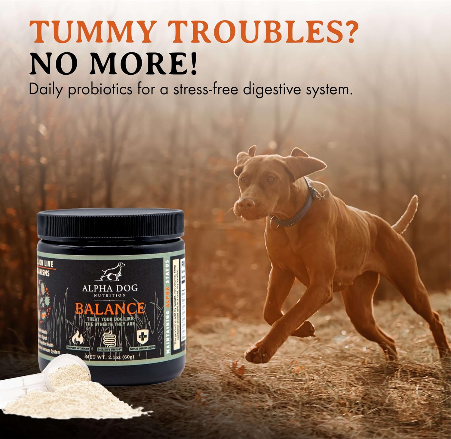 Balance Probiotic Blend for Dogs by Alpha Dog Nutrition - görsel 3