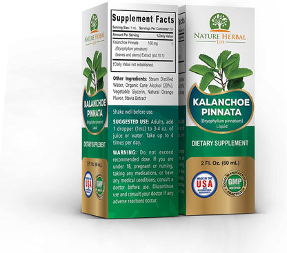 Kalanchoe Pinnata (Bryophyllum Pinnatum) Glycerite, Dried Leaf and Stem Liquid Extract. Herbal Supplement, Antioxidants. 1 Bottle, 2 fl oz (60 ml)