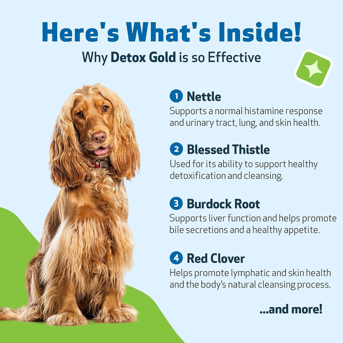 Pet Wellbeing Detox Gold for Dogs – Gentle Cleansing & Immune Support, Veterinary-Formulated Herbal Supplement (60 ml) - görsel 6
