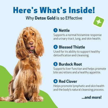 Pet Wellbeing Detox Gold for Dogs – Gentle Cleansing & Immune Support, Veterinary-Formulated Herbal Supplement (60 ml)