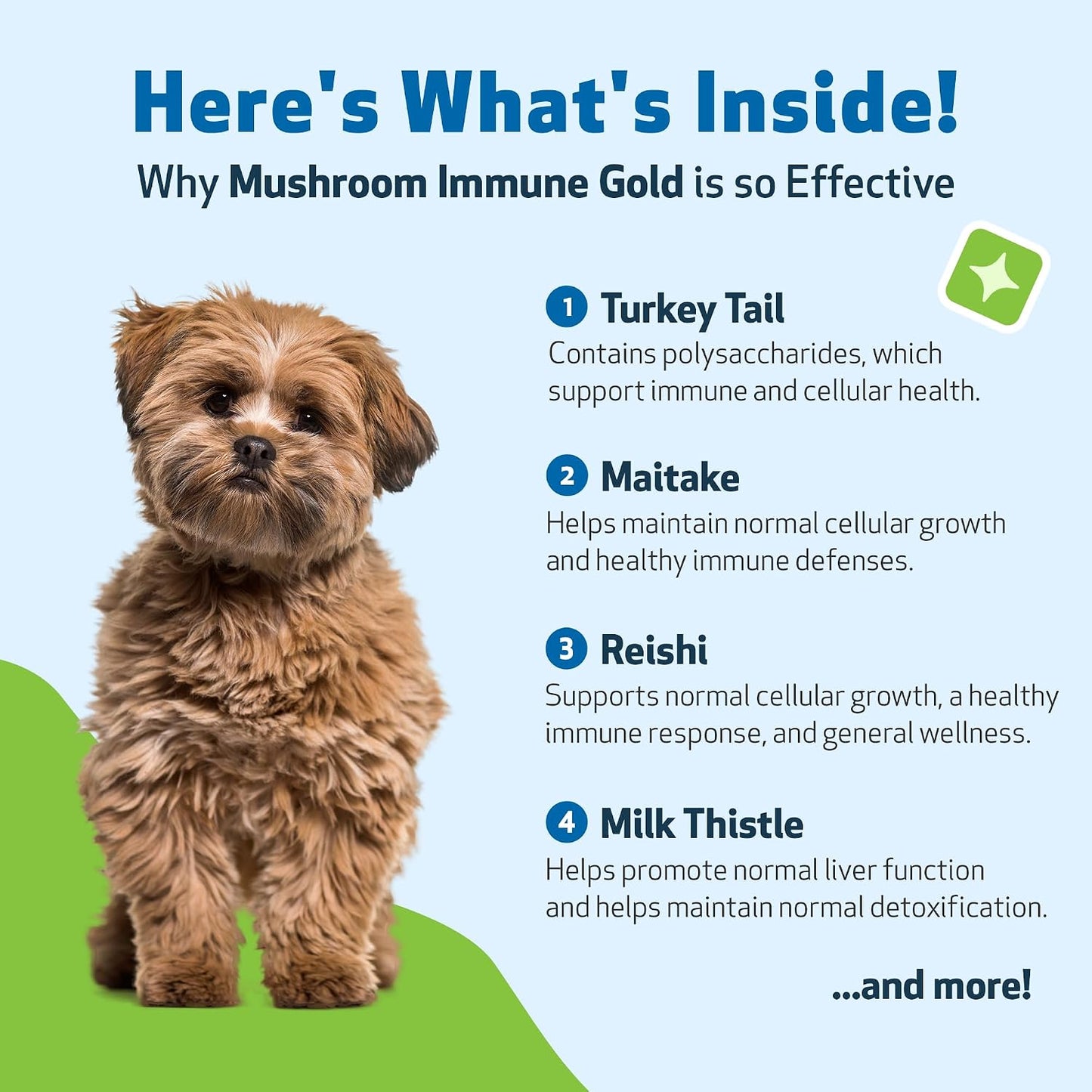 Pet Wellbeing Mushroom Immune Gold for Dogs – Complementary Immune Support with Reishi, Maitake & Turkey Tail – 8 oz Liquid Formulation - görsel 3