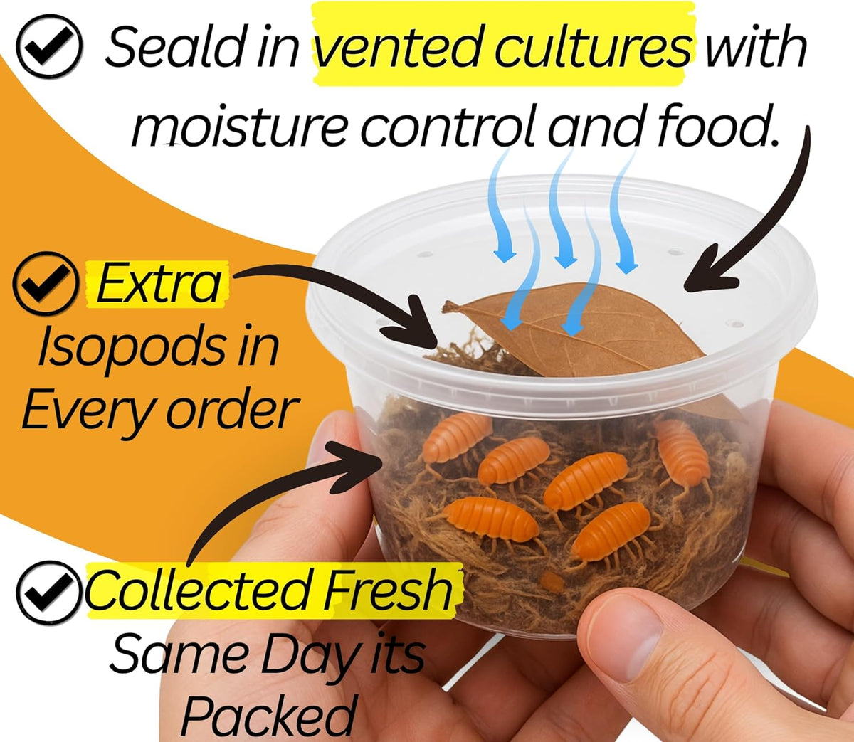 Bioactive Combo | 25 Powder Orange Isopods | 8 oz Coco Temperate Springtails | Live Delivery Guaranteed - görsel 3
