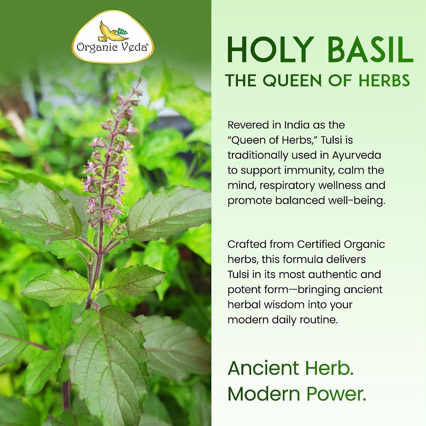 Organic Veda Holy Basil Capsules - Triple Complex Tulsi Leaf Supplement with Black Pepper Extract - Supports Respiratory & Immune Health, Helps Maintain a Balanced Stress Response & Mood - 60 Vegan Capsules - görsel 8