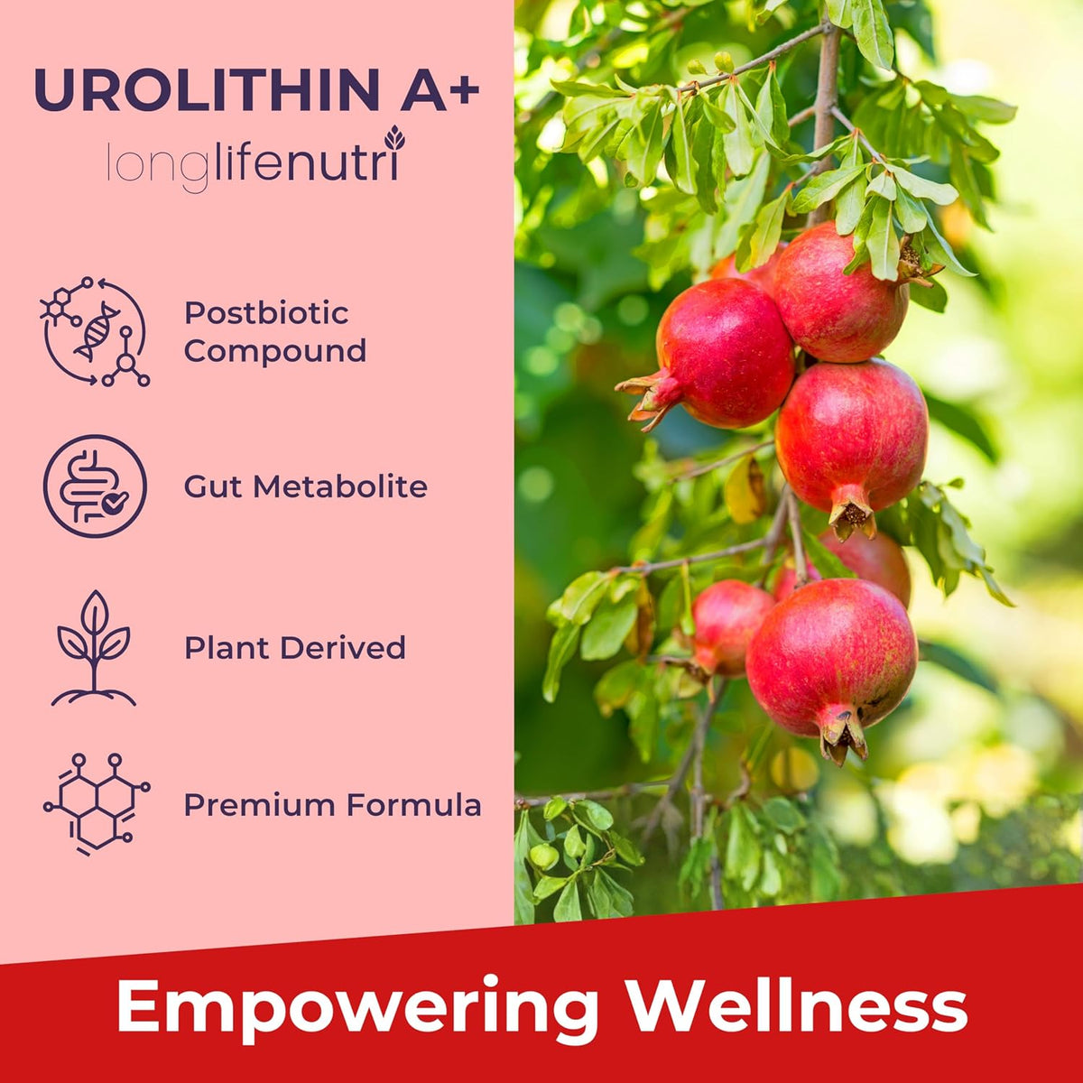 LongLifeNutri Urolithin A 1200mg – Postbiotic Food Supplement, 120 Vegan Capsules - görsel 4
