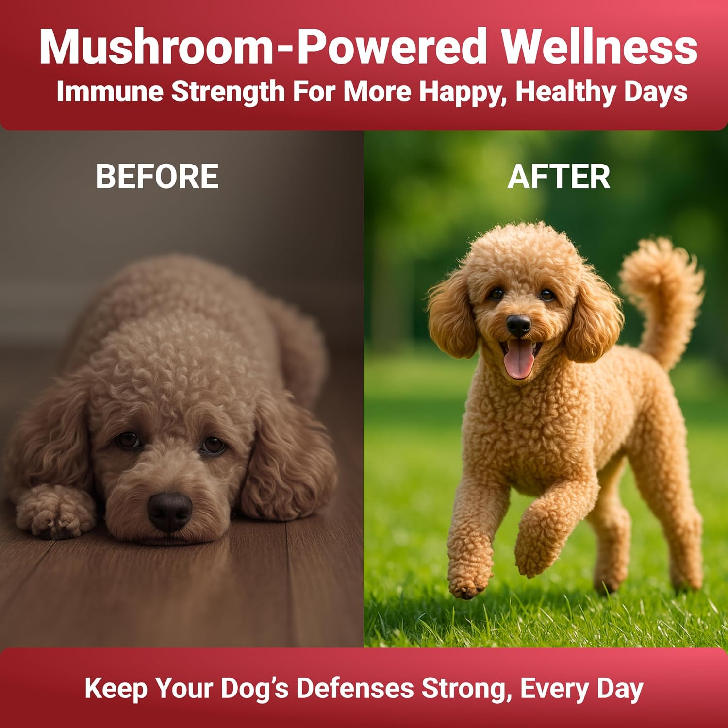 Turkey Tail Mushroom Powder for Dogs - 7 Mushroom Blend - Made in the US - görsel 4