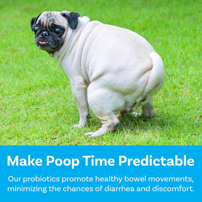 PawSafe® Dog Probiotics Soft Chews for Picky Eaters - Made in USA, 120 Count - Digestive & Gut Health Support - Natural with Pumpkin - Honey Chicken Flavour
