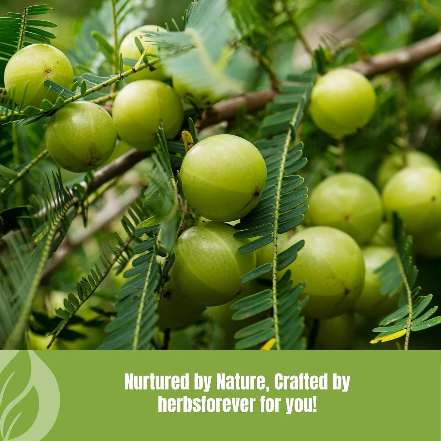 Herbsforever Amla Fruit (Seasonally Fresh, No Seeds) Indian Gooseberry Superfood, Antioxidants, Vitamin C | Wild-Harvested - Non-GMO, Vegan - 2x Potency | Steam Sterilised | 454g (16oz) | BPA Free - görsel 7