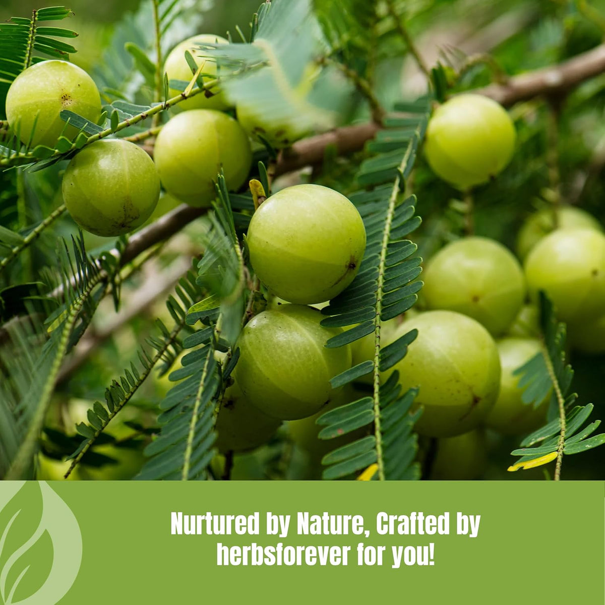 Herbsforever Amla Fruit (Seasonally Fresh, No Seeds) Indian Gooseberry Superfood, Antioxidants, Vitamin C | Wild-Harvested - Non-GMO, Vegan - 2x Potency | Steam Sterilised | 454g (16oz) | BPA Free - görsel 7