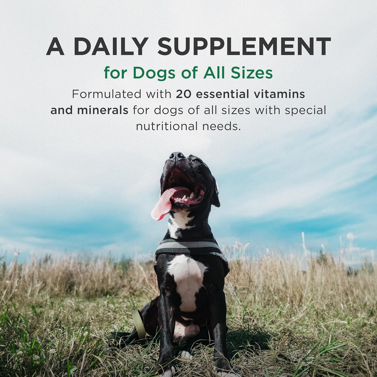 Pet-Tabs Plus Multivitamin and Mineral Supplement for Dogs with Special Nutritional Needs, Chewable Tablets, 60 Tablets - görsel 3