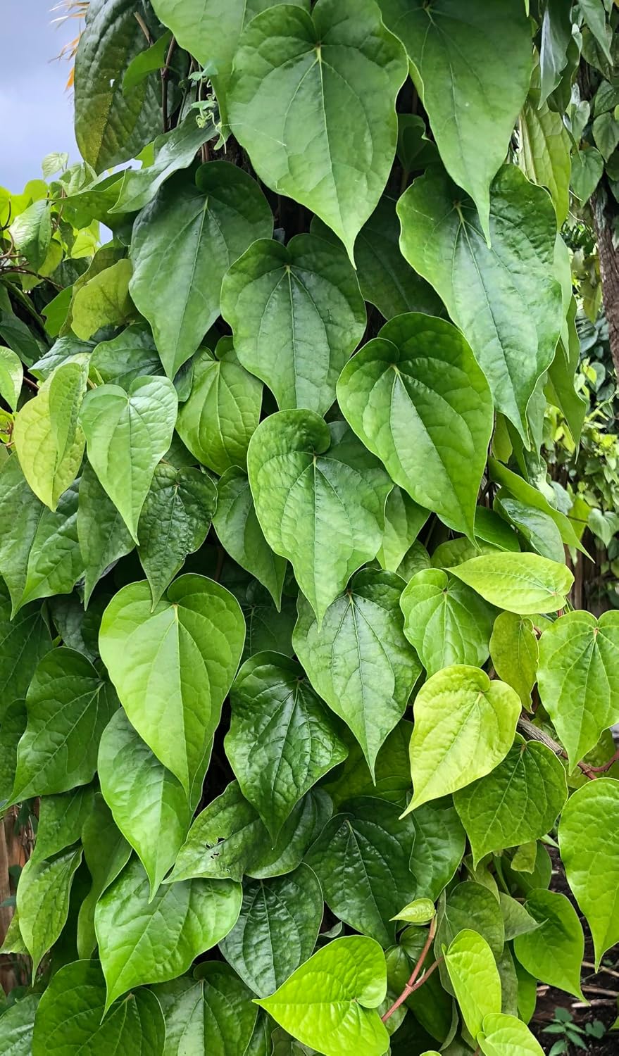 Fresh Betel Leaf (Paan) – 10 Leaves for Chewing, Puja & Ayurvedic Uses - görsel 2