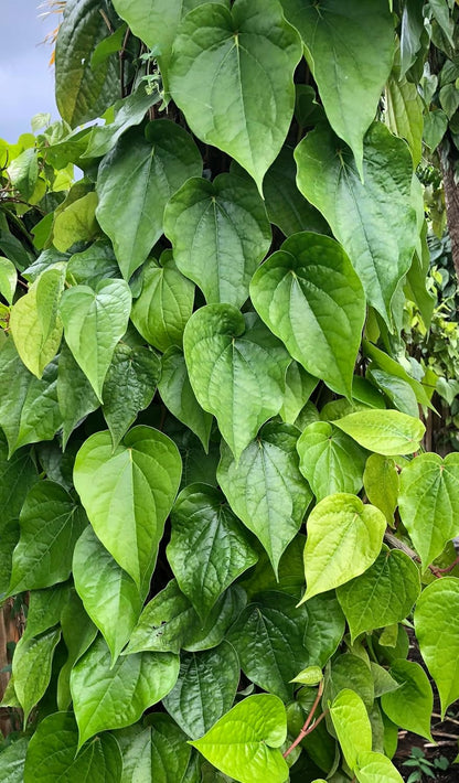 Fresh Betel Leaf (Paan) – 10 Leaves for Chewing, Puja & Ayurvedic Uses