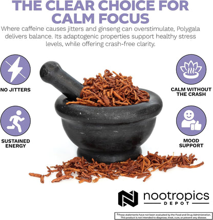 Nootropics Depot Polygala Tenuifolia Capsules | 100mg | 90 Capsules | 20:1 Extract | Yuan Zhi | Supports Cognitive Function, Learning and Memory | Helps Maintain Healthy Stress Levels | Adaptogen Supplement
