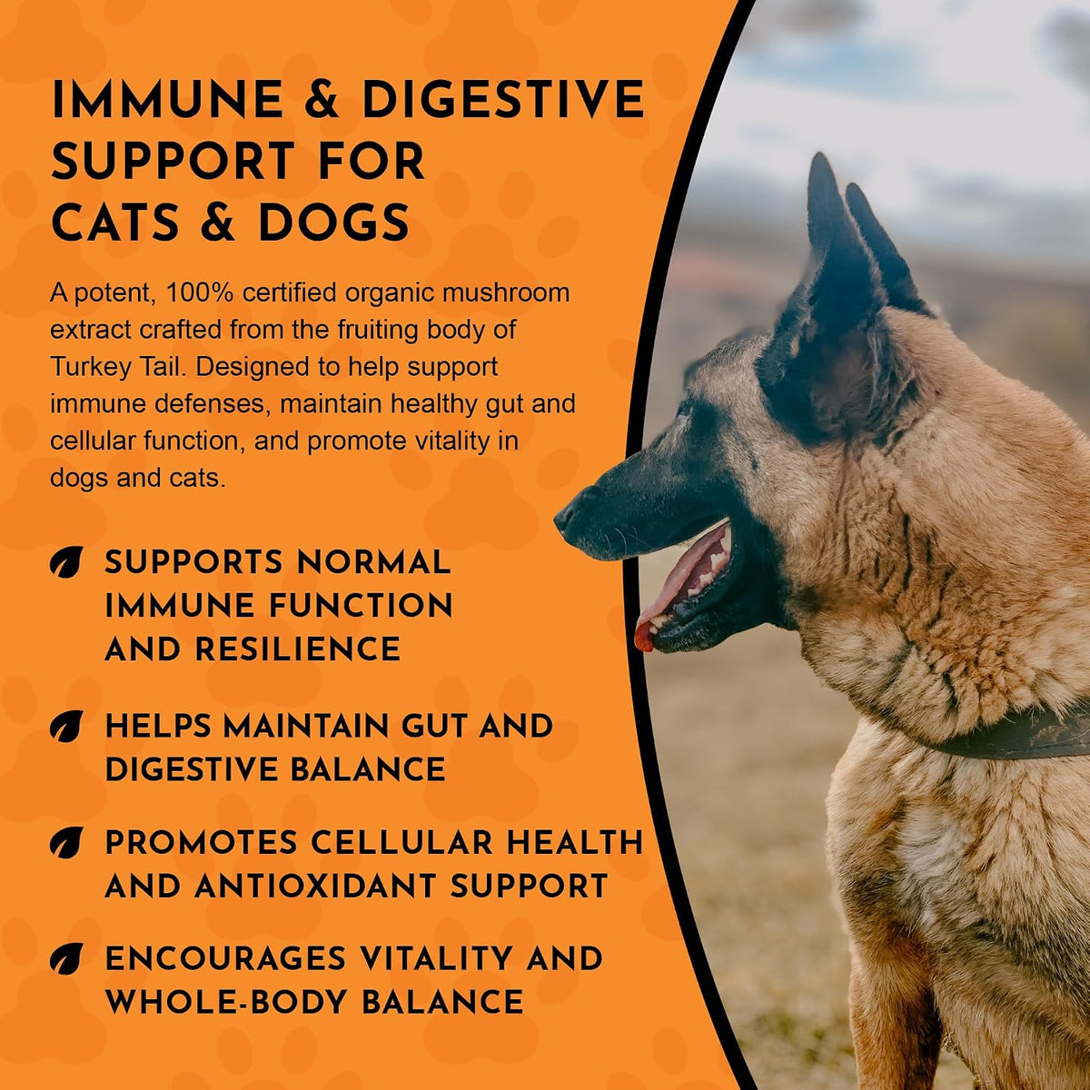 Animal Essentials Combat Turkey Tail Mushroom Supplement for Dogs & Cats – Organic Mushroom Powder Extract, Immune & Cognitive Support (70 g) - görsel 6