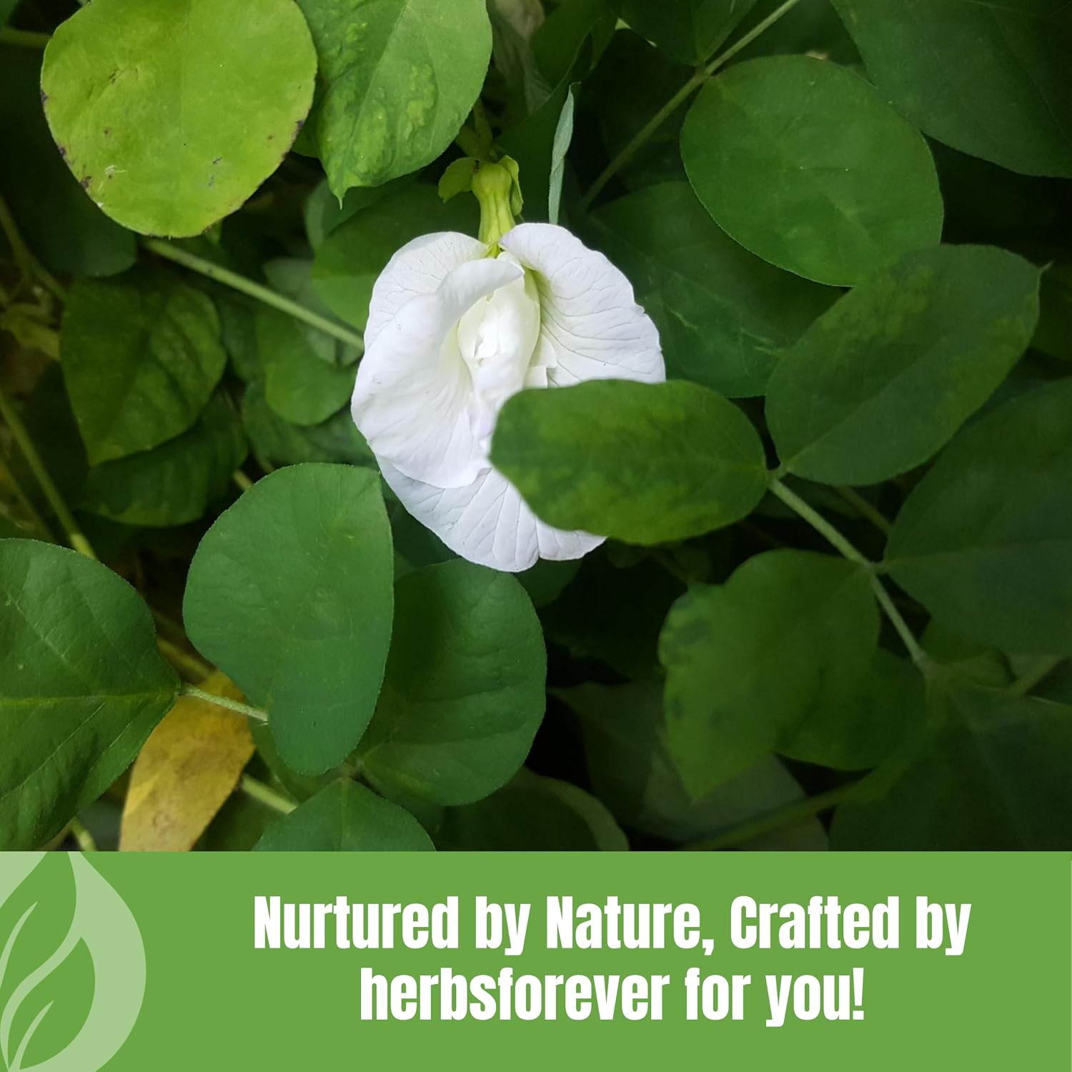 HerbsForever Shankhpushpi (Convolvulus Pluricaulis) Whole Plant Powder - 454g (16 oz) - görsel 8