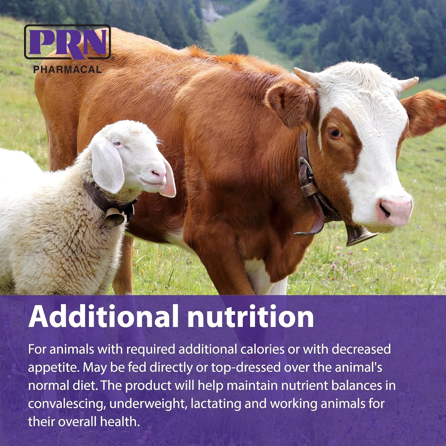 PRN Pharmacal STAT High-Calorie Nutritional Supplement for Dogs and Animals, Vanilla Flavour, 473 ml - görsel 5
