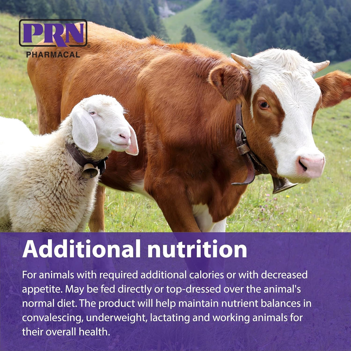 PRN Pharmacal STAT High-Calorie Nutritional Supplement for Dogs and Animals, Vanilla Flavour, 473 ml - görsel 5