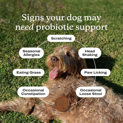 PetLab Co. Probiotics for Dogs - Pork Flavour - 30 Soft Chews (Value 3-Pack)
