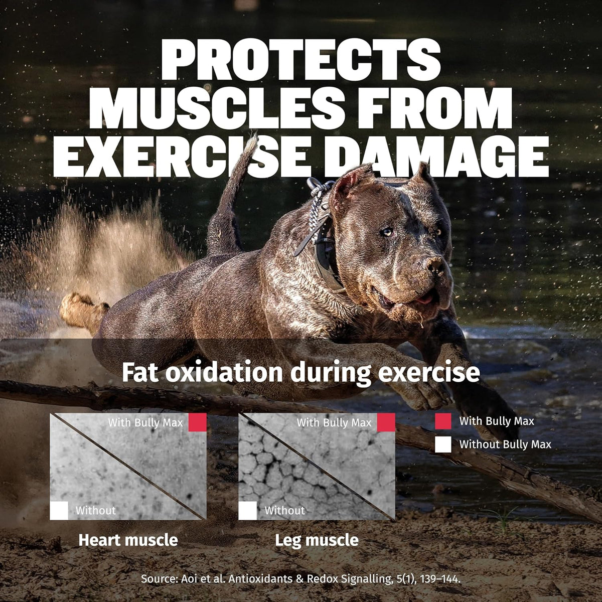 Bully Max 3-in-1 Liquid Dog Muscle Builder and Multivitamin – Suitable for All Breeds - görsel 9