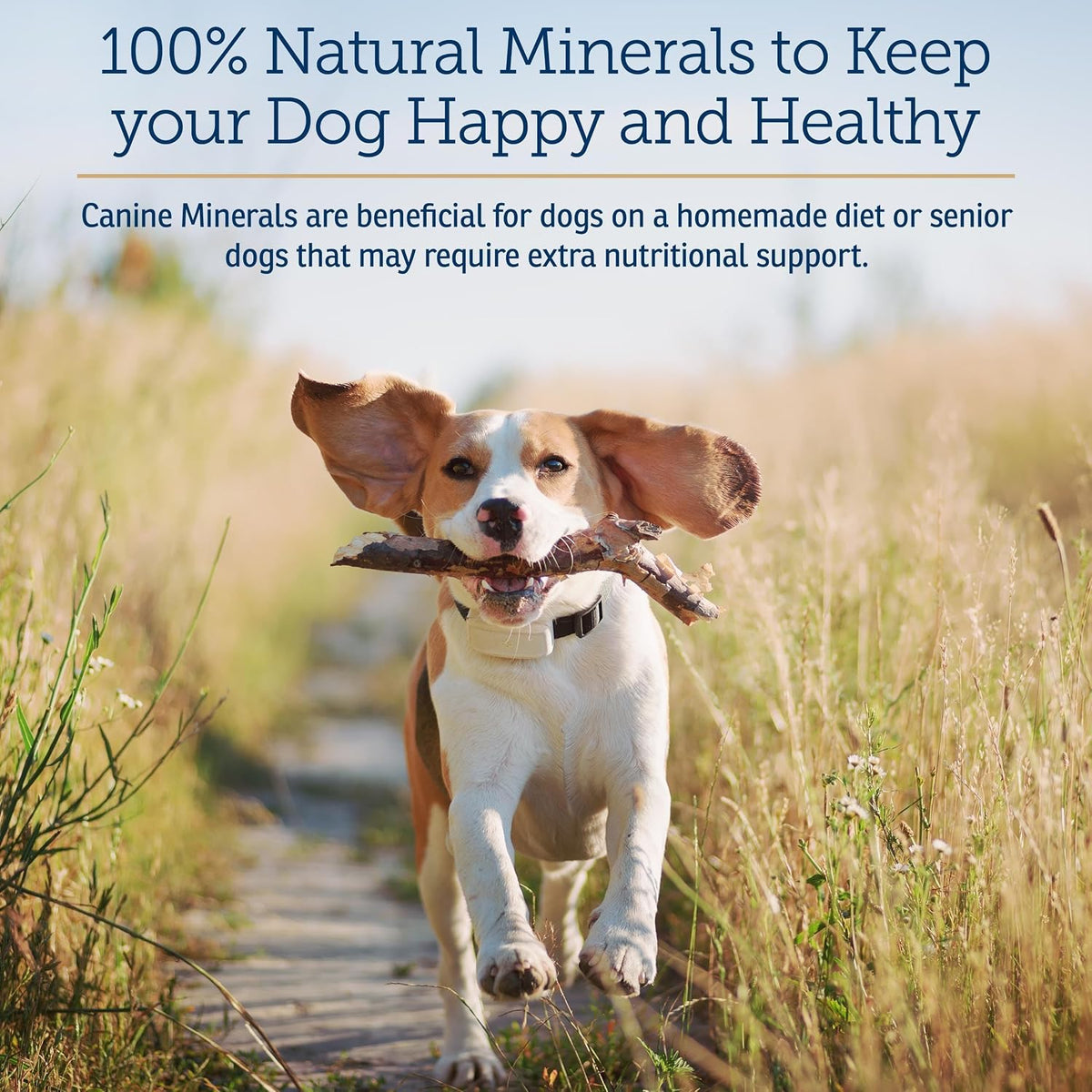 Rx Vitamins Canine Minerals - Essential Mineral Supplement for Dogs (454g) - görsel 2