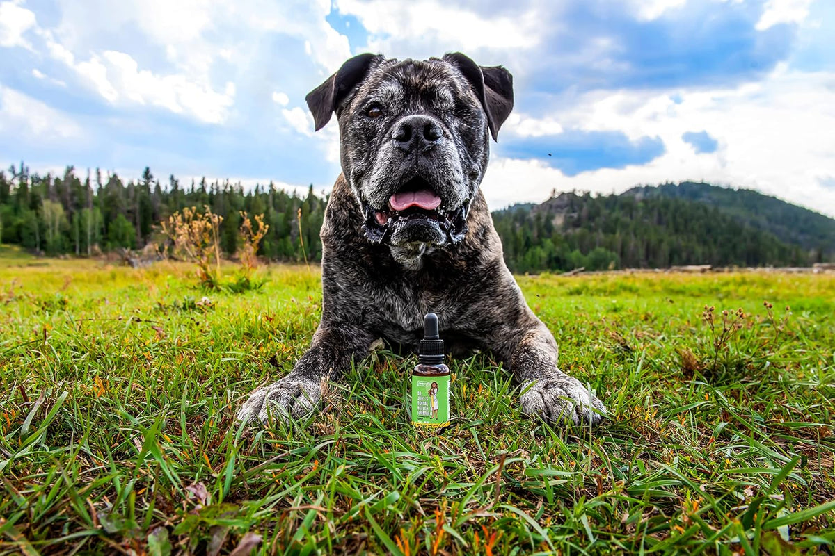 Dr. Judy Morgan's Dental Health Formula for Dogs & Cats, 30 ml - görsel 3