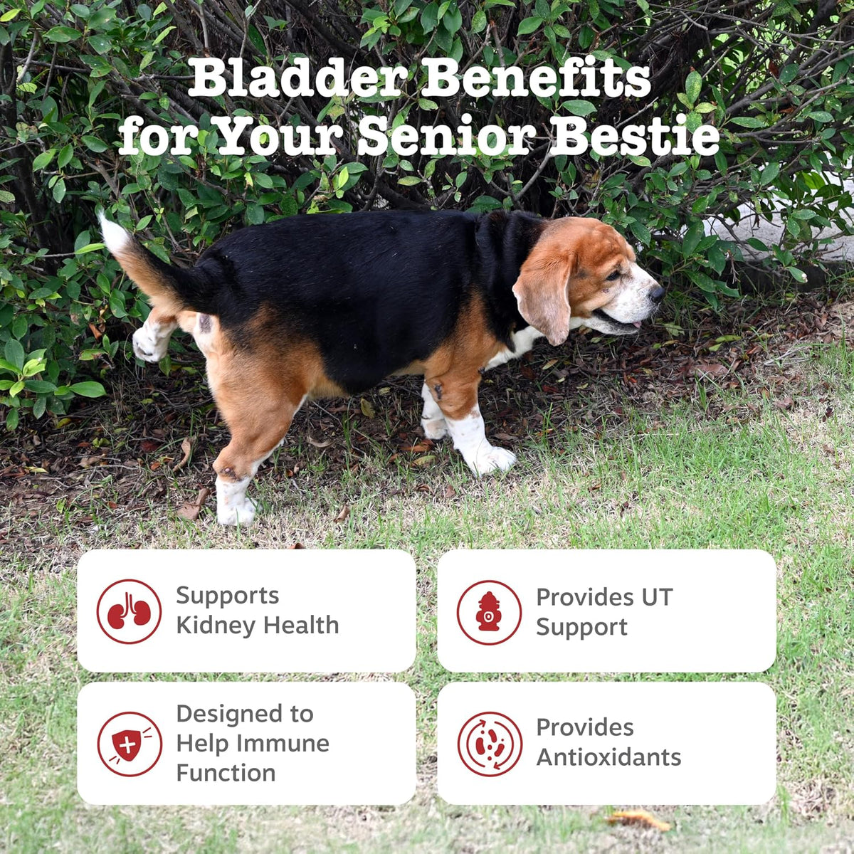 Zesty Paws Senior Cranberry Supplement for – Immune Support: Astragalus root is traditionally used to bolster a – Image 2