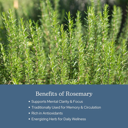 Eclectic Herb Rosemary Capsules – Mental Clarity, Memory & Brain Health (90 Count, 300 mg)